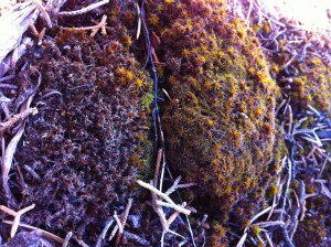 Photo Jun 09, 12 06 06 PM