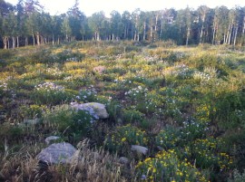 Photo Jul 14, 8 12 21 PM