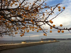 Photo Nov 20, 11 59 12 AM