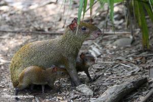 Agouti