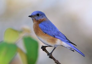 Bluebird