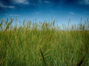 long grass