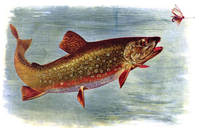 brooktrout