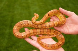 corn snake