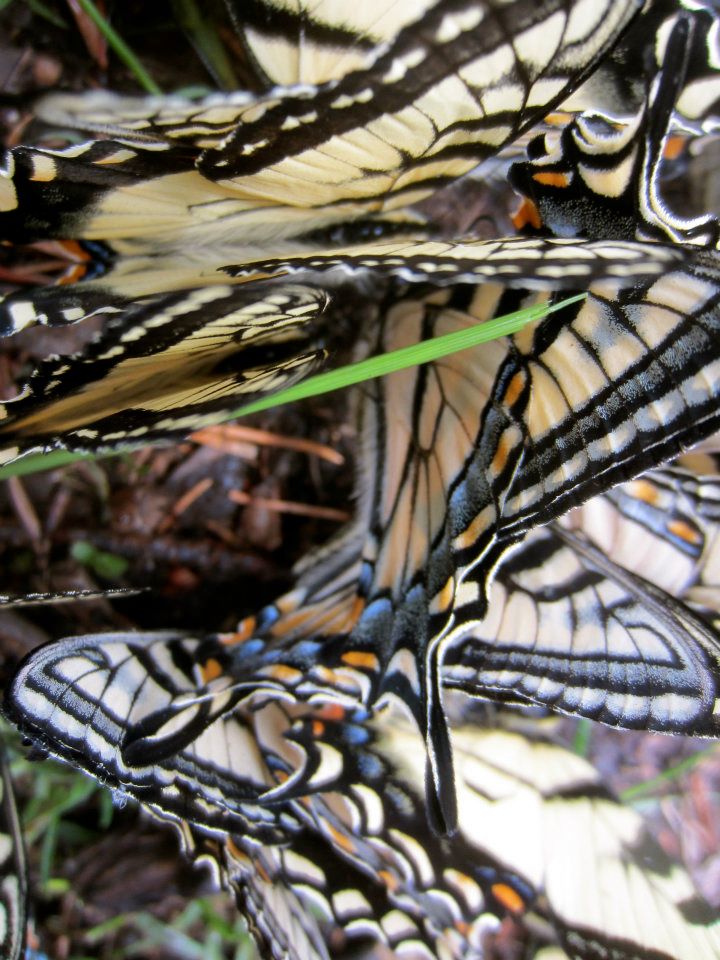 swallowtails