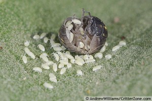 Pillbug